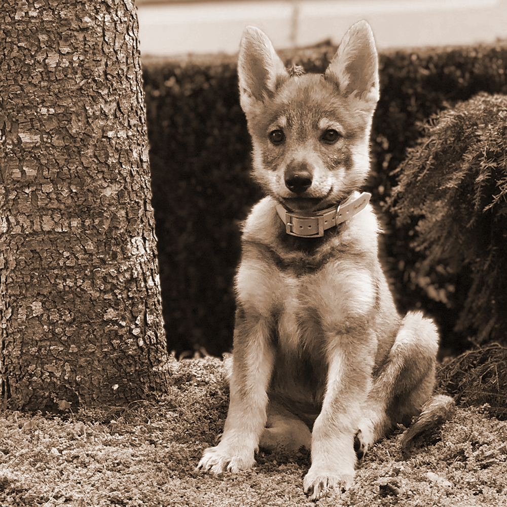 lunar-lupus-filmwolves-12